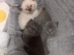 3 Pui British Shorthair jucausi si dragalasi, le place atentia