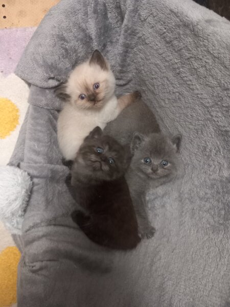 3 Pui British Shorthair jucausi si dragalasi, le place atentia.
