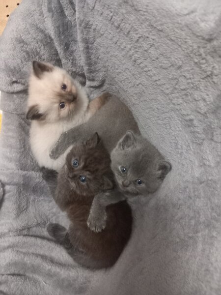 3 Pui British Shorthair jucausi si dragalasi, le place atentia.