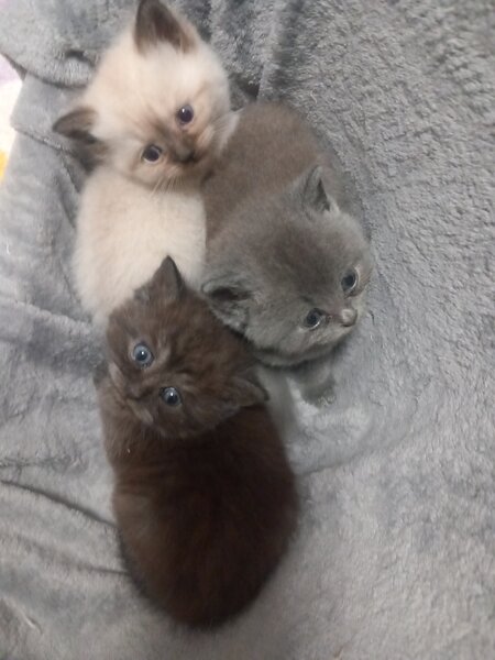 3 Pui British Shorthair jucausi si dragalasi, le place atentia.