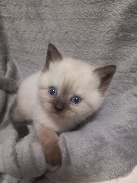 3 Pui British Shorthair jucausi si dragalasi, le place atentia.