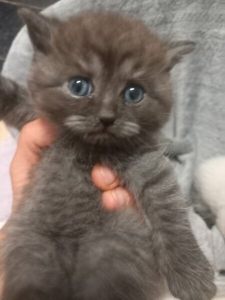 3 Pui British Shorthair jucausi si dragalasi, le place atentia.