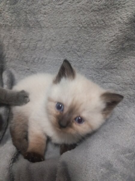 3 Pui British Shorthair jucausi si dragalasi, le place atentia.