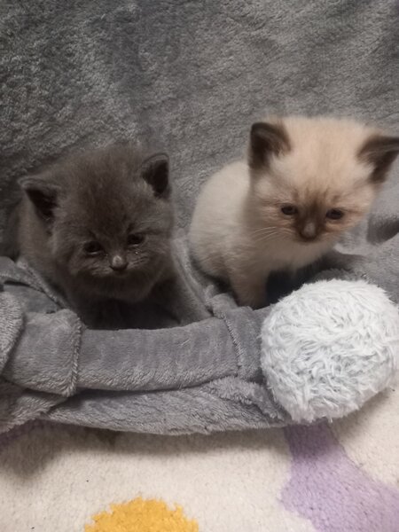 3 Pui British Shorthair jucausi si dragalasi, le place atentia.