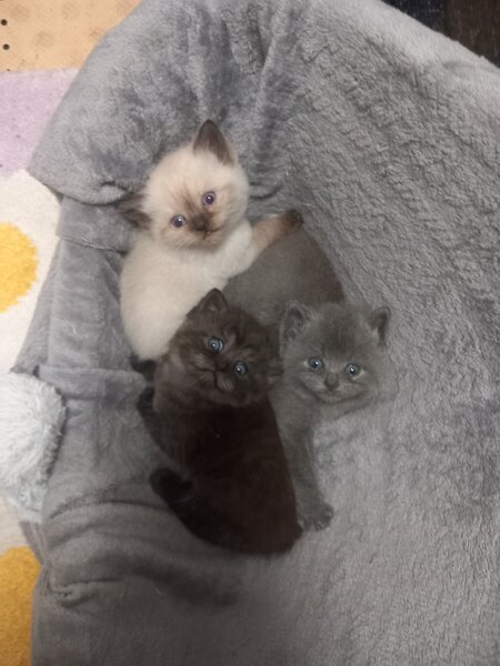 3 Pui British Shorthair jucausi si dragalasi, le place atentia.