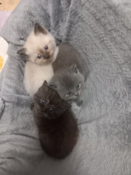3 Pui British Shorthair jucausi si dragalasi, le place atentia.