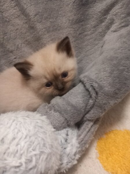 3 Pui British Shorthair jucausi si dragalasi, le place atentia.