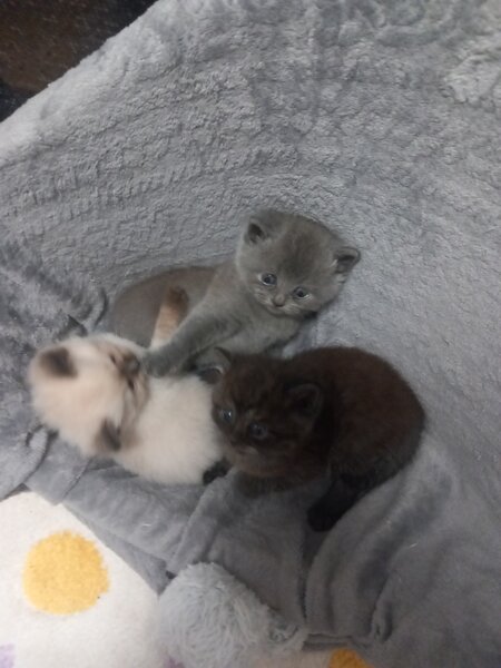 3 Pui British Shorthair jucausi si dragalasi, le place atentia.
