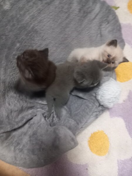 3 Pui British Shorthair jucausi si dragalasi, le place atentia.
