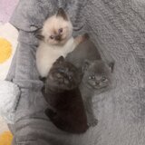 3 Pui British Shorthair jucausi si dragalasi, le place atentia