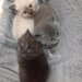 3 Pui British Shorthair jucausi si dragalasi, le place atentia.