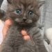 3 Pui British Shorthair jucausi si dragalasi, le place atentia.