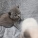 3 Pui British Shorthair jucausi si dragalasi, le place atentia.