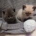 3 Pui British Shorthair jucausi si dragalasi, le place atentia.