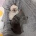 3 Pui British Shorthair jucausi si dragalasi, le place atentia.