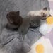 3 Pui British Shorthair jucausi si dragalasi, le place atentia.